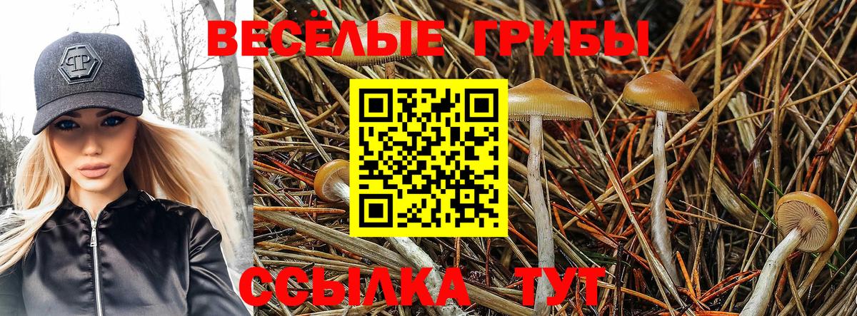 Мыски  Псилоцибиновые грибы Psilocybe  Псилоцибиновые грибы Cubensis  Вход с VPN 